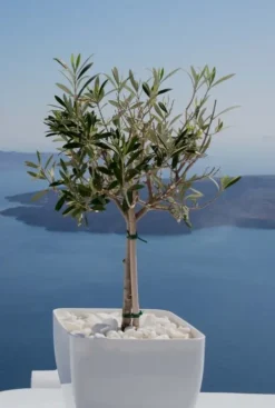 Olea Europaea - Olijfboom