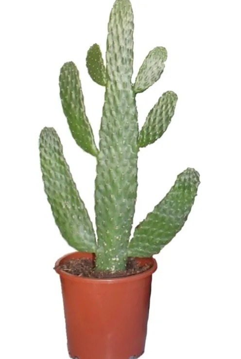 Opuntia Consolea - Schijfcactus