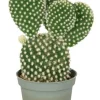 Opuntia microdasys Albispina - Stekje