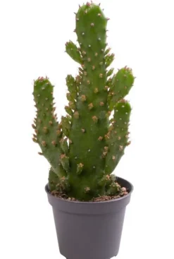 Opuntia microdasys - Stekje