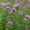 Origanum vulgare - Wilde Marjolein