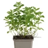 Origanum vulg. 'Compactum' - Wilde Marjolein