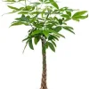 Pachira aquatica - Geldboom