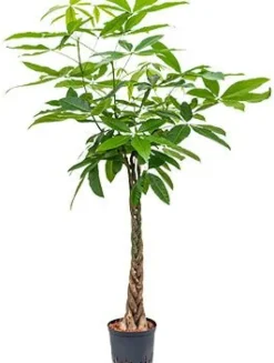 Pachira aquatica - Geldboom