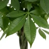 Pachira aquatica - Geldboom