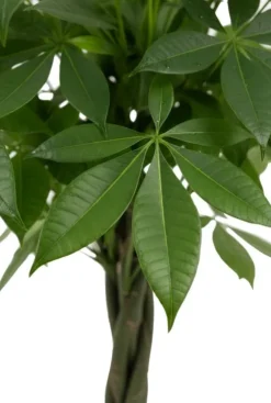 Pachira aquatica - Geldboom