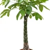 Pachira aquatica - Geldboom