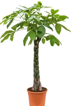 Pachira aquatica - Geldboom