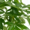 Pachira Aquatica - Geldboom - P17