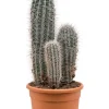 Pachycereus pringlei - Zuilcactus