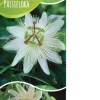 Passiflora Caerulea 'Constance Elliot' - Passiebloem