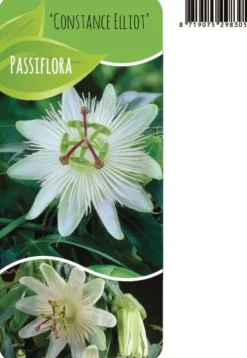 Passiflora Caerulea 'Constance Elliot' - Passiebloem