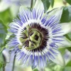 Passiflora Caerulea - Passiebloem