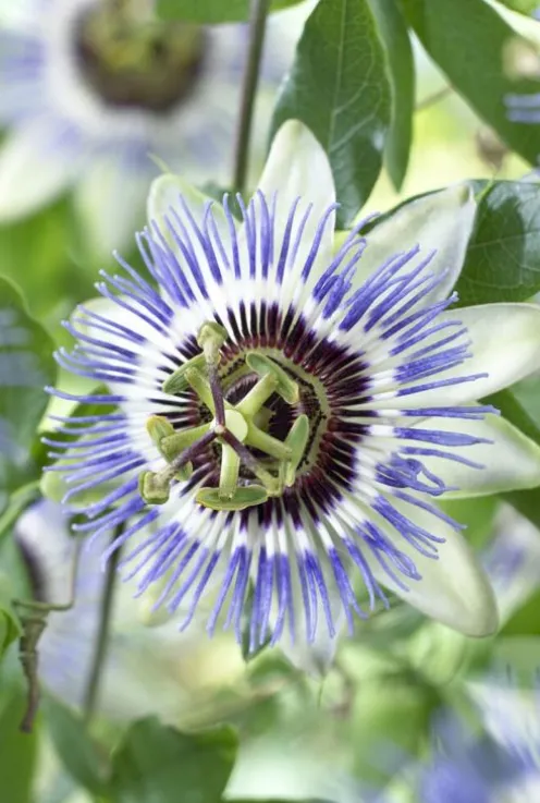 Passiflora Caerulea - Passiebloem