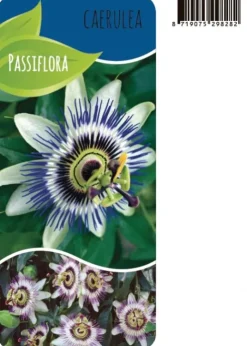 Passiflora Caerulea - Passiebloem