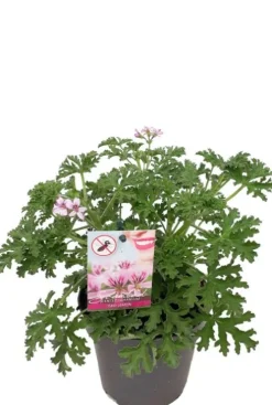 Pelargonium Isko Lemon - Geranium