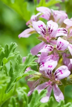 Pelargonium Isko Lemon - Geranium