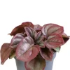 Peperomia Caperata Cayenne - Krokodillentranen