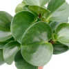 Peperomia obtusifolia - Krokodillentranen