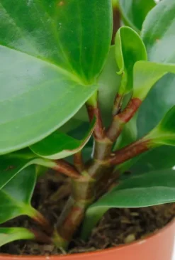 Peperomia obtusifolia - Krokodillentranen
