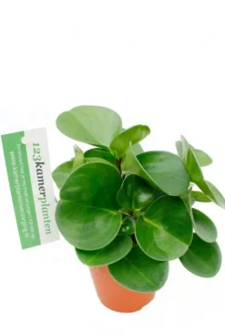 Peperomia obtusifolia - Krokodillentranen