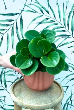 Peperomia obtusifolia - Krokodillentranen