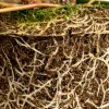 Peperomia Pepperspot - Stekje