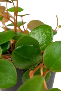 Peperomia Pepperspot - Stekje