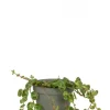 Peperomia Prostrata - Stekje