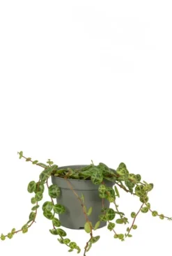 Peperomia Prostrata - Stekje