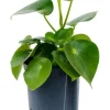 Peperomia rainbow