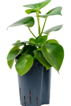 Peperomia rainbow