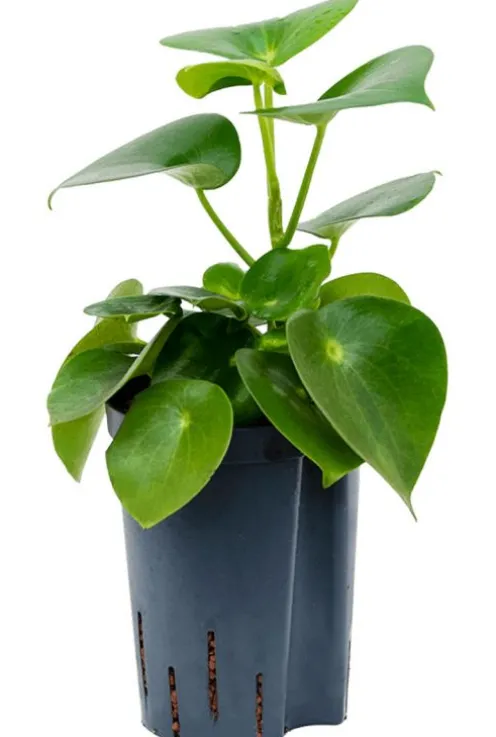 Peperomia rainbow