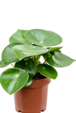 Peperomia rain drop - Krokodillentranen