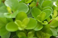 Peperomia Rotundifolia - Krokodillentranen