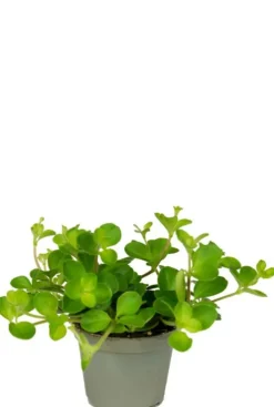 Peperomia Rotundifolia var. Pilosior - Stekje