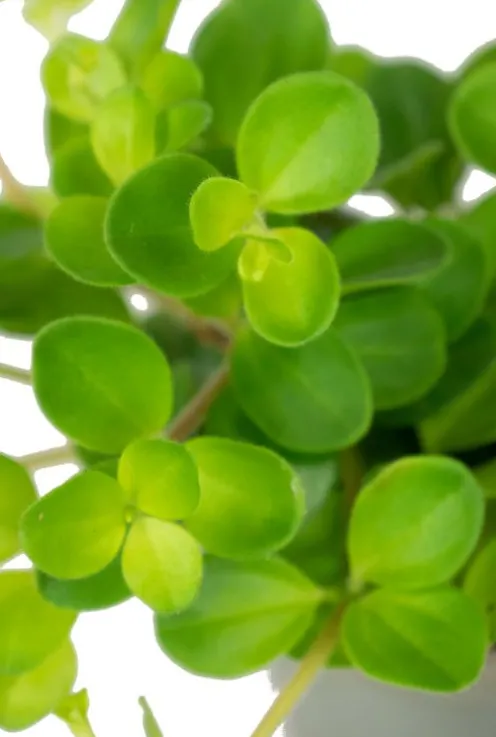 Peperomia Rotundifolia var. Pilosior - Stekje