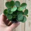 Peperomia Tetraphylla Hope - Stekje