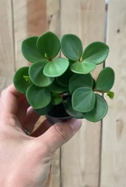 Peperomia Tetraphylla Hope - Stekje