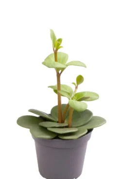 Peperomia Tetraphylla Hope - Stekje