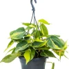 Philodendron brasil