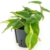Philodendron grand brasil