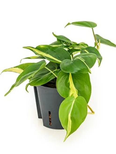 Philodendron grand brasil