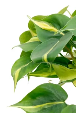 Philodendron grand brasil