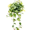 Philodendron grand brasil