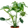 Philodendron green wonder