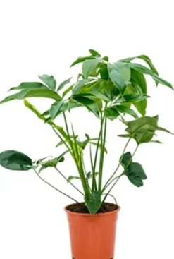 Philodendron green wonder