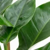 Philodendron Imperial Green
