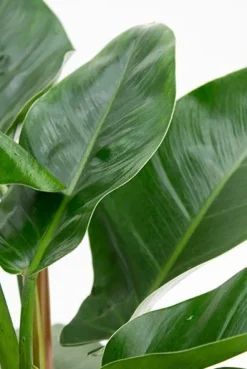 Philodendron Imperial Green