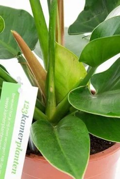 Philodendron Imperial Green